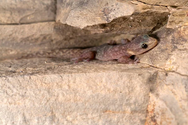 Крупным Планом Красивый Hemidactylus Turcicus Средиземноморский Геккон Природе — стоковое фото