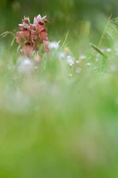 Serapias Neglijlecta Limba Orhidee Rară Teren — Fotografie, imagine de stoc