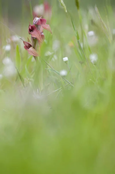 Serapias Neglijlecta Limba Orhidee Rară Teren — Fotografie, imagine de stoc
