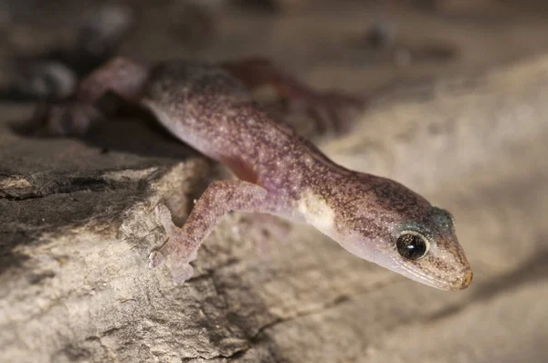 Gros Plan Belle Hemidactylus Turcicus Maison Méditerranéenne Gecko Dans Nature — Photo