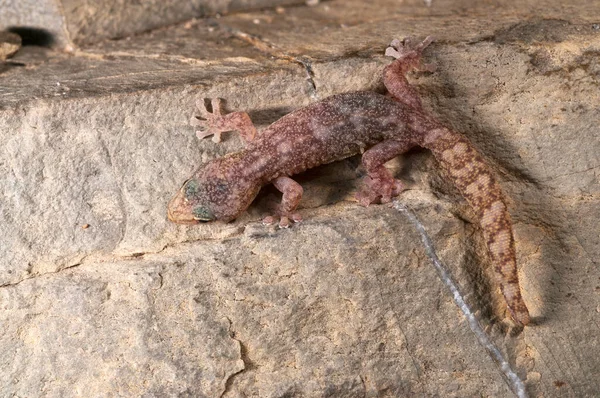 Zbliżenie Strzał Piękny Hemidactylus Turcicus Śródziemnomorski Dom Gecko Przyrodzie — Zdjęcie stockowe