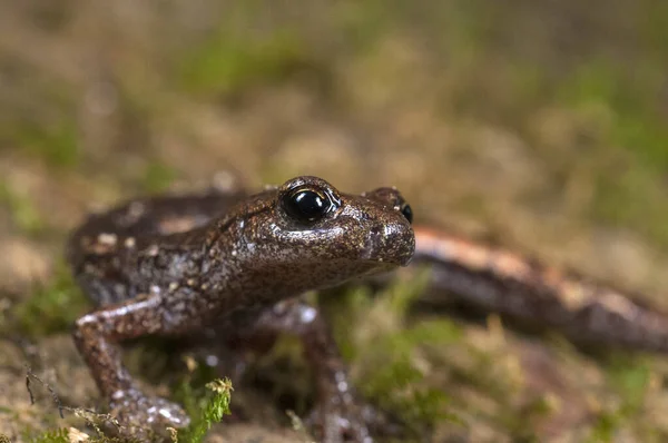 Speleomantes Strinatii Salamandra Gruta Strinatis — Fotografia de Stock