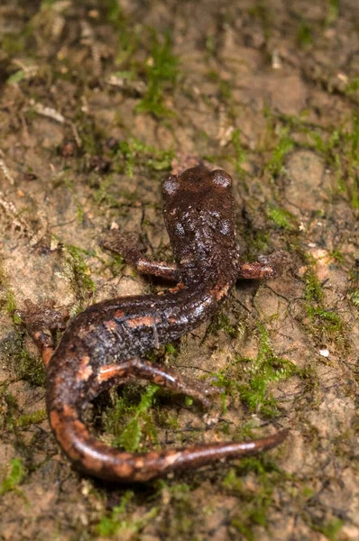 Speelomantes Strinatii Strintis Cave Salamander — ストック写真