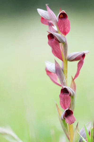 Serapias ihmalkar, tarlada dil orkidesi az.