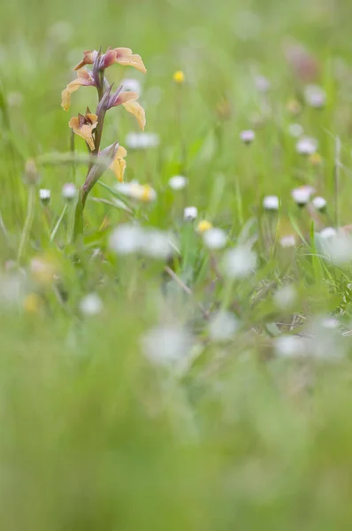 Serapias Neglecta Câmp Rar Limbă Orhidee — Fotografie, imagine de stoc