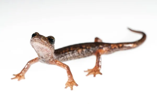 Close Shot Shot Speleomantes Strinatii Strinati Cave Salamander Isolated White — Stock Photo, Image