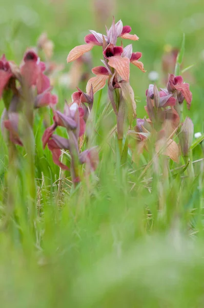 Serapias Neglecta Scarce Tongue Orchid Field — Stock Photo, Image