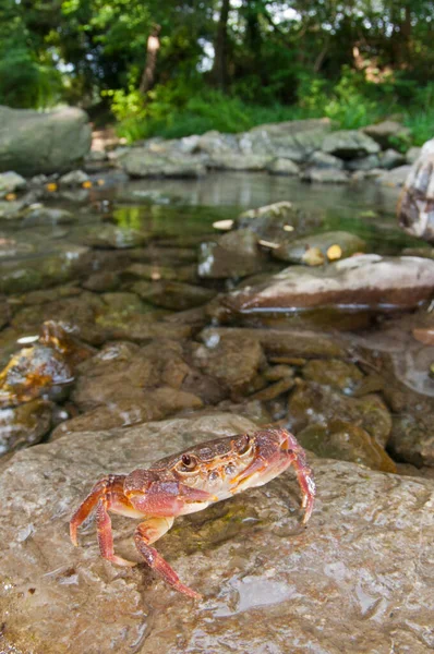 Potamon fluviatile, tatlı su yengecini yakından izle.