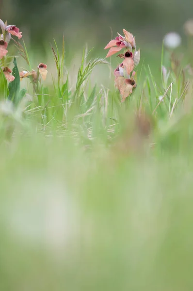 Serapias Neglecta Seltene Zungenorchidee Auf Dem Feld — Stockfoto