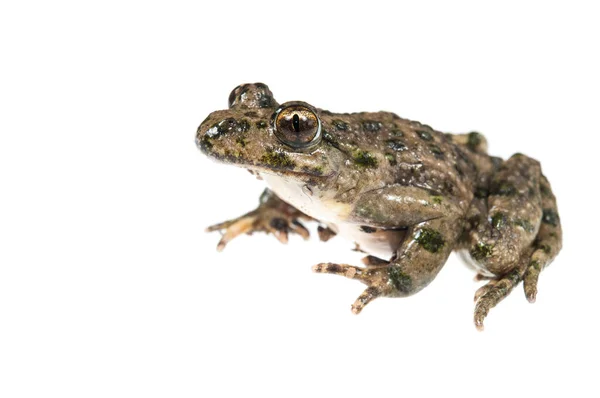 Běžná Petrželová Žába Pelodytes Punctatus Bílém Pozadí — Stock fotografie