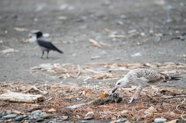 Sahilde sarı bacaklı martının (Larus michahellis) yakın plan çekimi