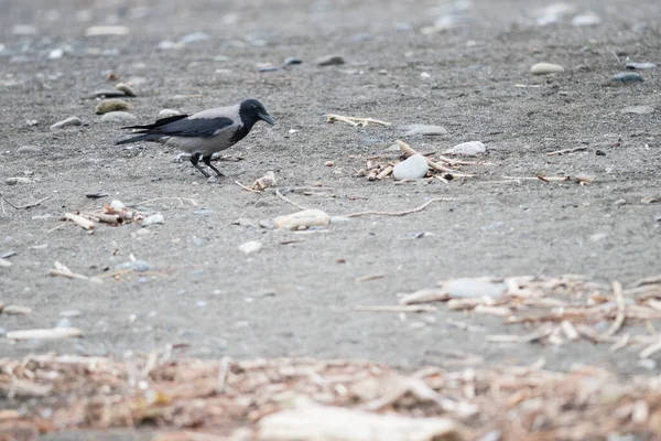 Dağınık sahildeki karganın yakın çekim görüntüsü.