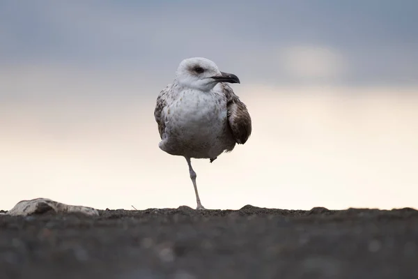 Sahilde sarı bacaklı martının (Larus michahellis) yakın plan çekimi