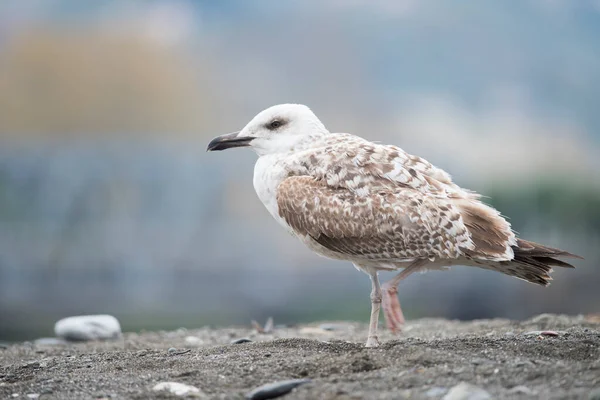 Sahilde sarı bacaklı martının (Larus michahellis) yakın plan çekimi