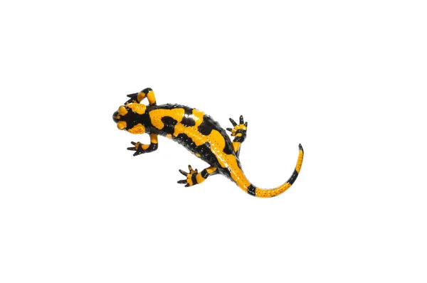 Közeli Felvétel Salamandra Salamandra Tűzszalamandra Fehér Alapon Izolált Felvételéről — Stock Fotó