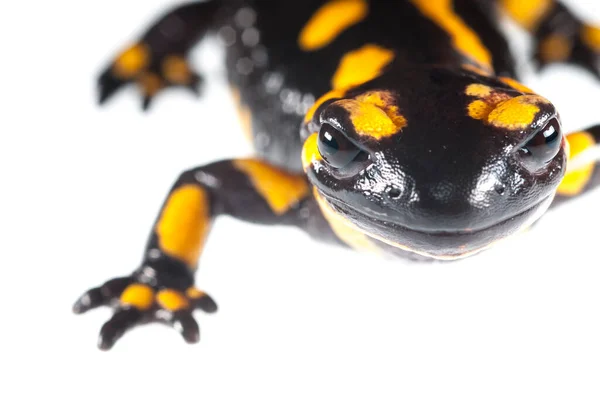 Nahaufnahme Des Schusses Von Salamandra Salamandra Feuersalamander Isoliert Auf Weiß — Stockfoto