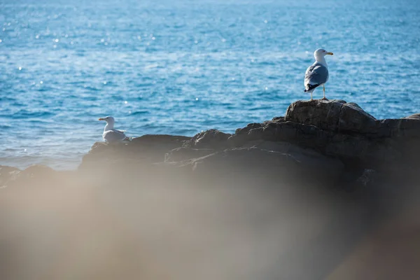 Plano Escénico Hermosa Costa Zoagli Liguria Italia — Foto de Stock