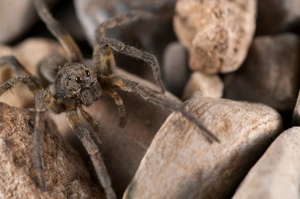 Gros Plan Alopecosa Lycosidae Dans Habitat Naturel — Photo