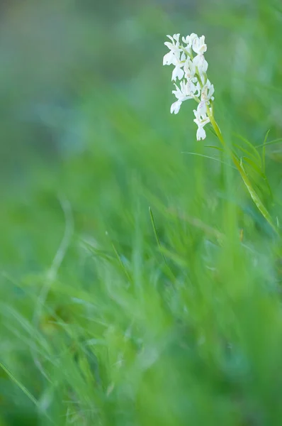 Close Skud Smukke Blomster Eng - Stock-foto