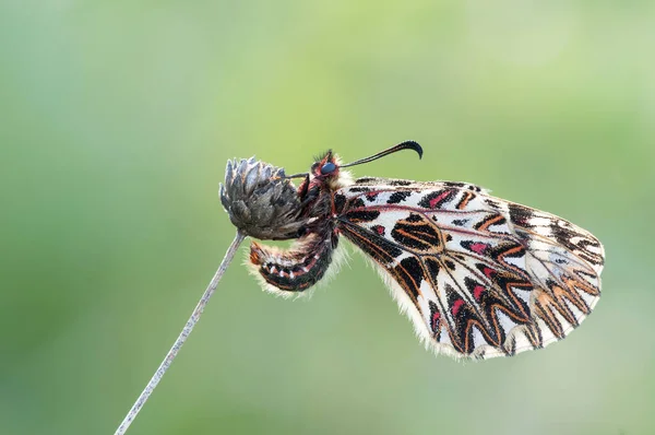 Nahaufnahme Von Motte Auf Blume Sitzend Auf Verschwommenem Grünem Hintergrund — Stockfoto