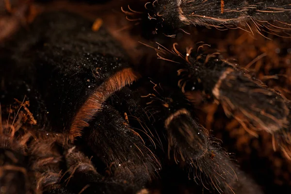 Lasiodora Parahybana Brazilský Losos Růžový Pták Jíst — Stock fotografie