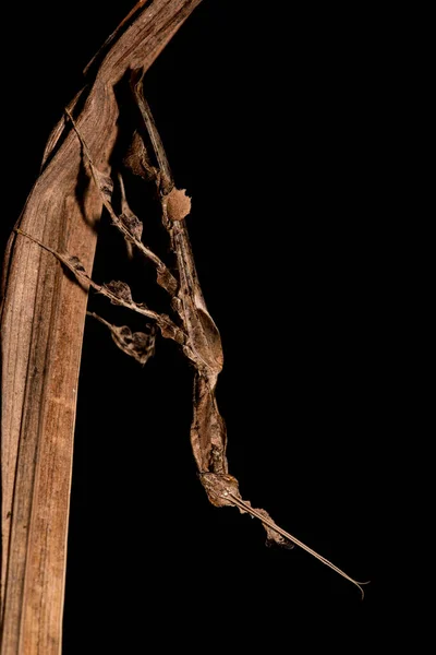 Detailní Záběr Phyllocrania Paradoxa Ghost Mantis — Stock fotografie