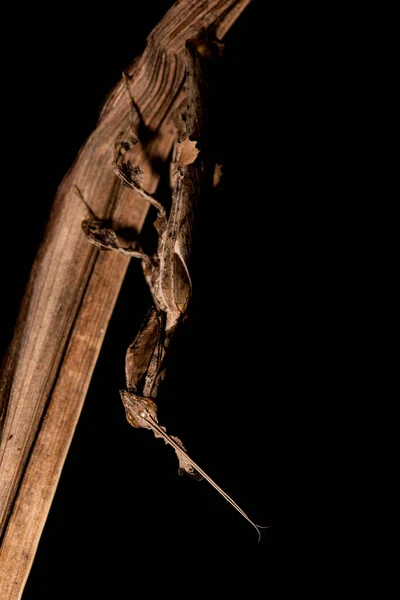 Närbild Phyllocrania Paradoxa Ghost Mantis — Stockfoto