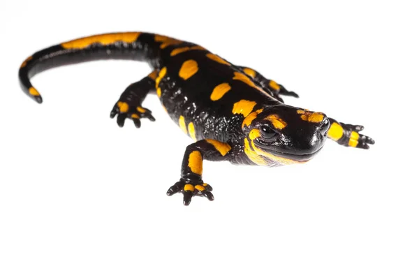 Salamandra Semenderinin Yakın Çekim Görüntüsü Beyaz Üzerine Izole Edilmiş Stok Resim