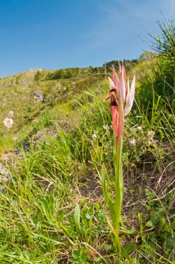 Doğada çiçek açan güzel çiçeklerin yakın plan çekimi.