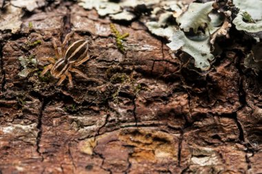 Sitticus exendus (Salticidae) yakın plan