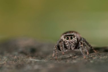 Doğal yaşam ortamında (Salticidae) β eus chrysops 'un yakın çekimi 