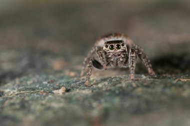 Doğal yaşam ortamında (Salticidae) β eus chrysops 'un yakın çekimi 