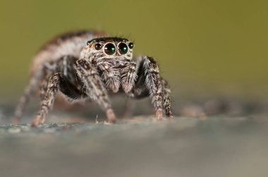 Doğal yaşam ortamında (Salticidae) β eus chrysops 'un yakın çekimi 