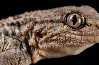 Tarentola mauritanica (yaygın duvar kertenkelesi) görünümü