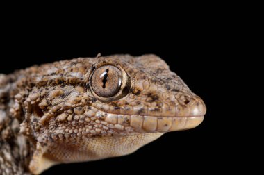 Tarentola mauritanica (yaygın duvar kertenkelesi) görünümü