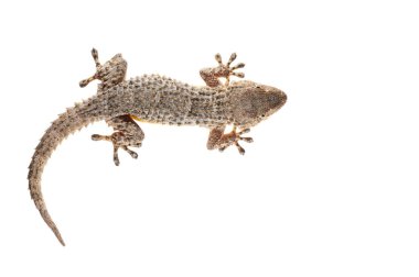 Tarentola mauritanica (yaygın duvar kertenkelesi) görünümü