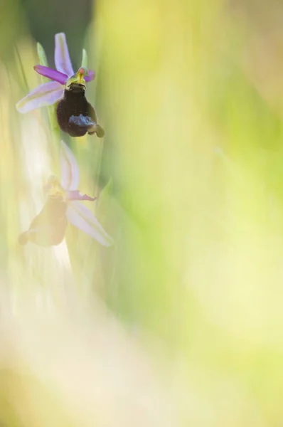 Närbild Skott Vackra Blommande Blommor Naturen — Stockfoto