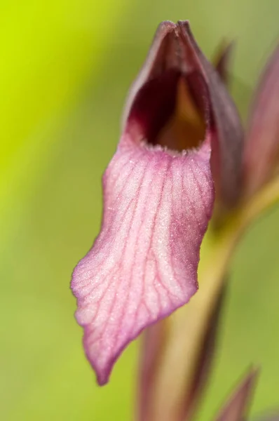 Close Tiro Belas Flores Florescendo Natureza — Fotografia de Stock