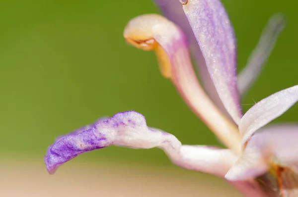 Zblízka Záběr Krásné Kvetoucí Květiny Přírodě — Stock fotografie