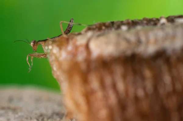 Mantis Religiosa Νεαρό Ευρωπαϊκό Mantis — Φωτογραφία Αρχείου