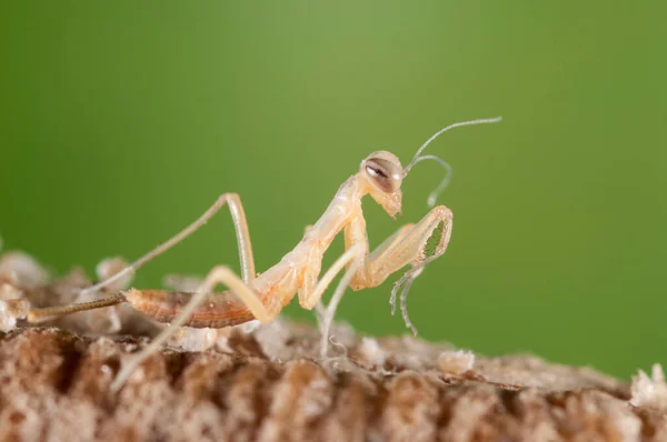 Mantis Religosa Youngentive Європейський Мантис — стокове фото