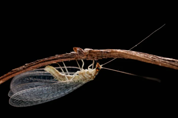 Zbliżenie Skrzydeł Dichochrysa Czarnym Tle — Zdjęcie stockowe