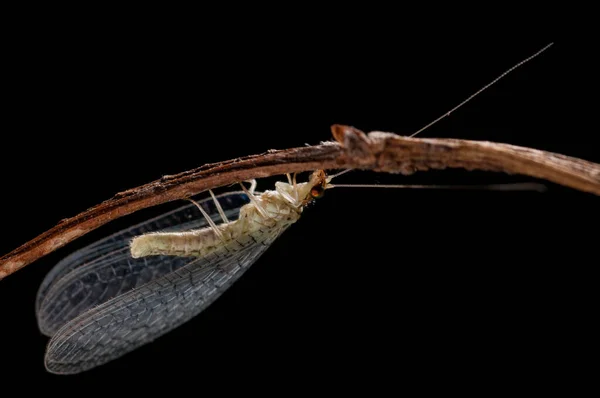 Zbliżenie Skrzydeł Dichochrysa Czarnym Tle — Zdjęcie stockowe