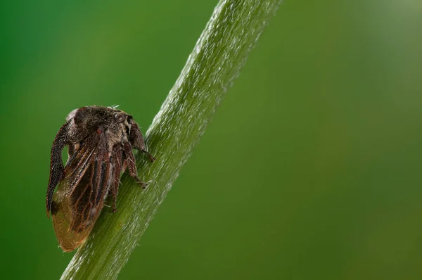 Sitticus Distinguendus Salticidae Aus Nächster Nähe — Stockfoto