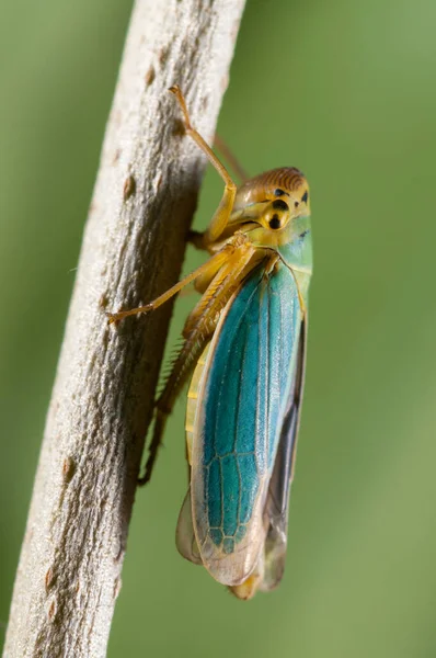 Folhoppers Verdes Cicadella Viridis Folha Verde — Fotografia de Stock