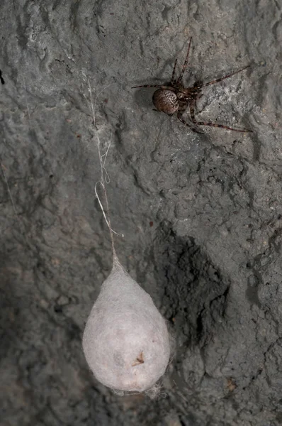 Gri Taş Üzerinde Meta Menardi Örümceği Kozası — Stok fotoğraf
