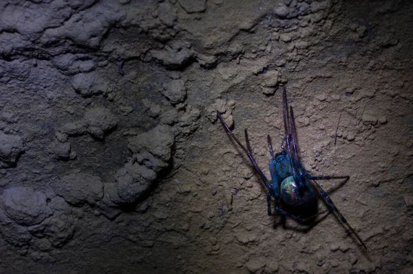 Insecto Araña Macrofotografía Naturaleza —  Fotos de Stock