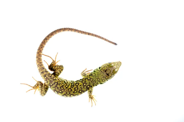 Gros Plan Prise Vue Lézard Isolé Sur Blanc — Photo