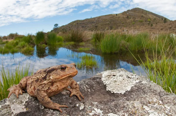 Yakın - doğal ortamdaki küçük kurbağanın görüntüsü