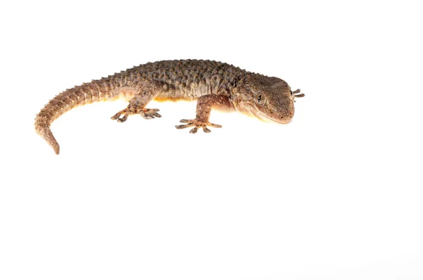 Tarentola Mauritanica Gecko Parede Comum Vista — Fotografia de Stock